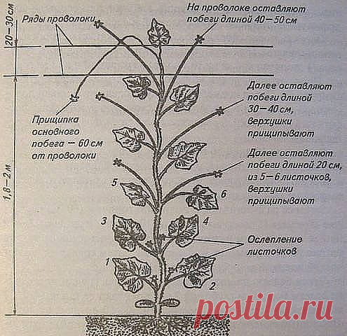 (51) Одноклассники