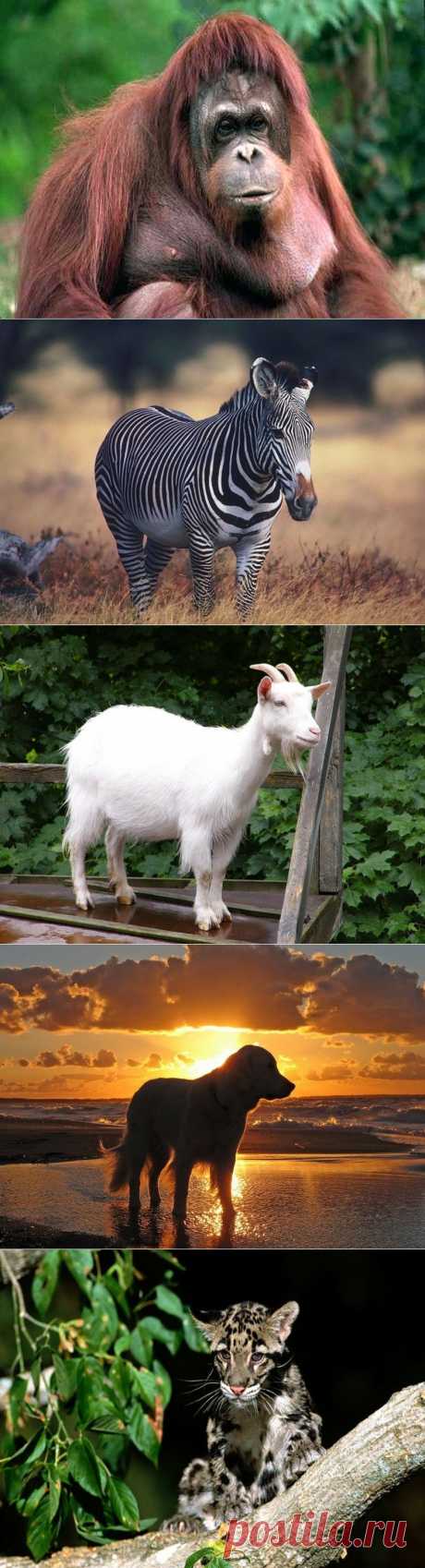 Братья наши меньшие - 2 часть. - мы любим животных