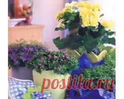 Особенности зимнего ухода за растениями — Сад на подоконнике