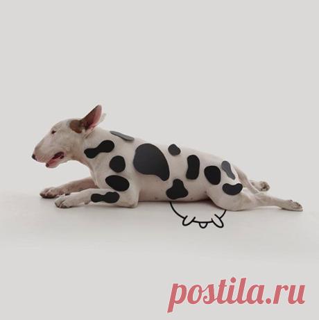 Бывшая жена оставила мужу пустую квартиру и собаку, но он не растерялся… • НОВОСТИ В ФОТОГРАФИЯХ