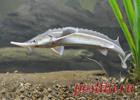 Редкие виды рыб Саратовской области | tursar.ru | Яндекс Дзен