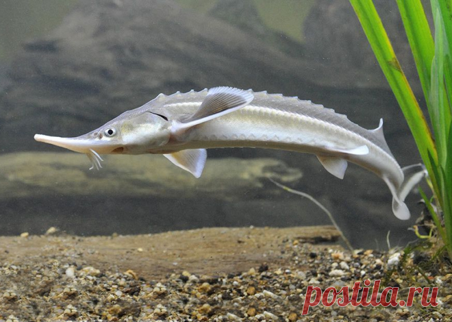 Редкие виды рыб Саратовской области | tursar.ru | Яндекс Дзен