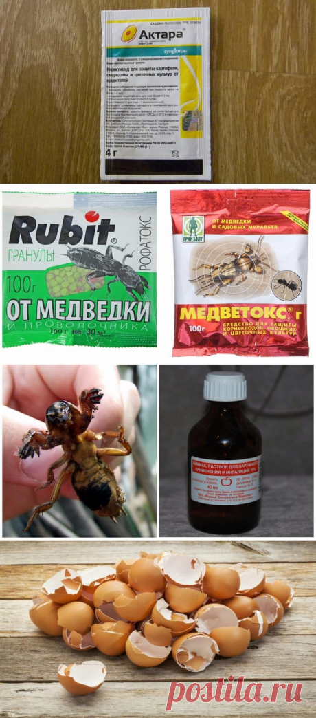 Как эффективно бороться с медведкой на огороде и победить ее