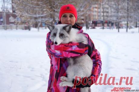 Лисы на поводке. Как дрессировщица собак приютила трёх диких животных | ЛЮДИ | ОБЩЕСТВО | АиФ Пермь