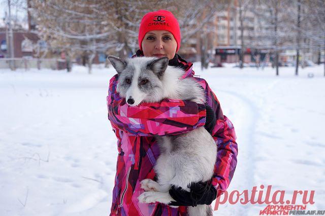 Лисы на поводке. Как дрессировщица собак приютила трёх диких животных | ЛЮДИ | ОБЩЕСТВО | АиФ Пермь