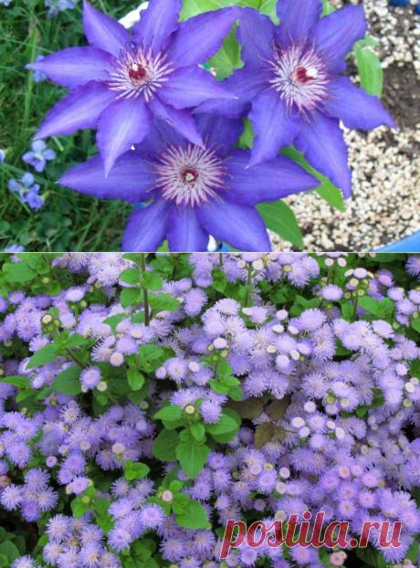 20 голубых цветов для вашего сада | Самоцветик