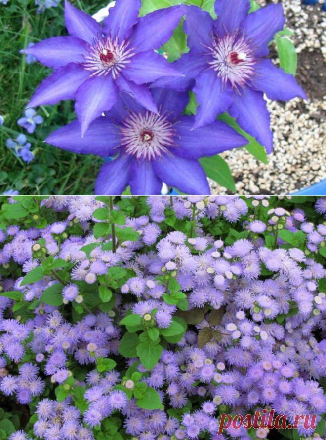 20 голубых цветов для вашего сада | Самоцветик