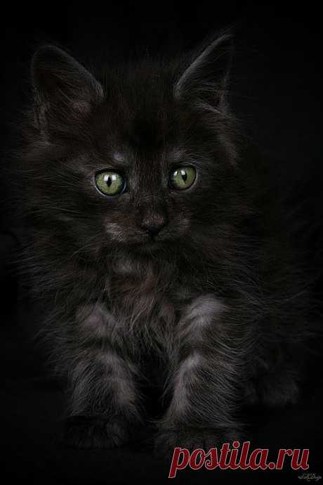 Kitten. Sorcerer by Stephie Kaczala :)