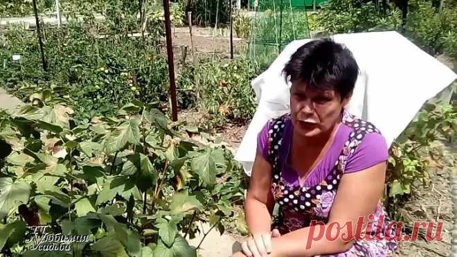 Почему желтеют и сохнут листья на смородине Что это и что делать