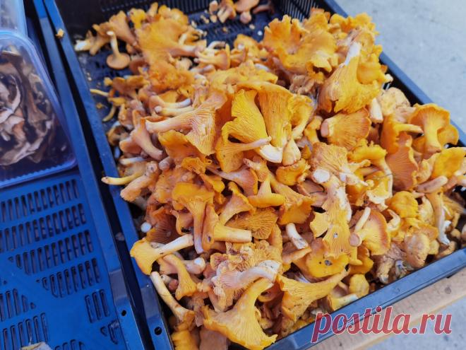 Лисички по 300, белые по 550. Закупилась грибами и ягодами на рынке в Вологде, рассказываю, что почём в сентябре 2021 на Севере
Ну, наконец-то я дорвалась до лисичек! Конечно, все порядочные вологжане и их, и белые корзинами из лесу тащат. Но мы же урбанисты до мозга костей, нам проще на рынок. Тем более, без машины как в лес уедешь, не на такси же, в самом деле! Я и на рынок-то все не могла выбраться, но вот, сподобилась. […]
Читай дальше на сайте. Жми подробнее ➡