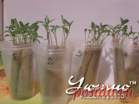 КАК ВЫРАСТИТЬ РАССАДУ ..... без земли, в полоске из целлофанового пакета.