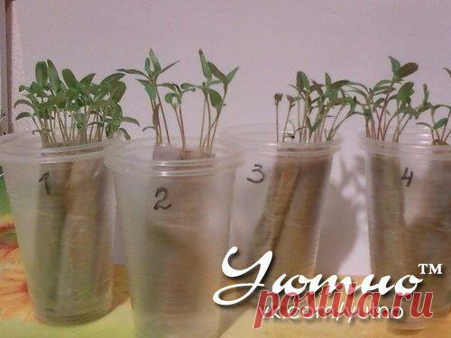 КАК ВЫРАСТИТЬ РАССАДУ ..... без земли, в полоске из целлофанового пакета.