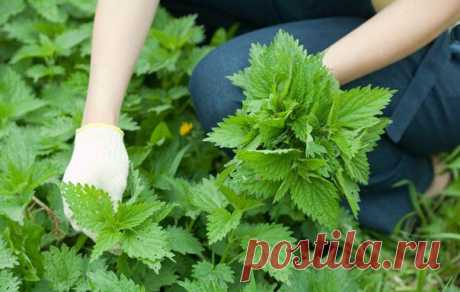 Растения, улучшающие зрение