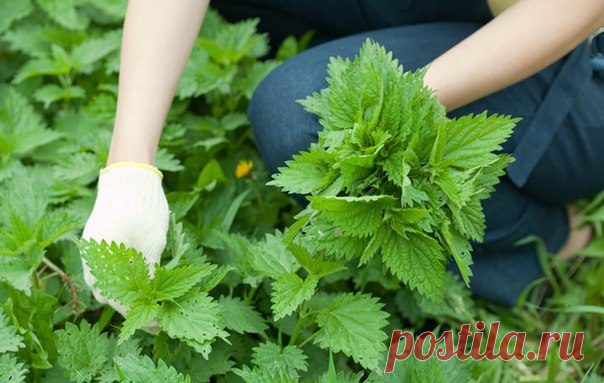 Растения, улучшающие зрение
