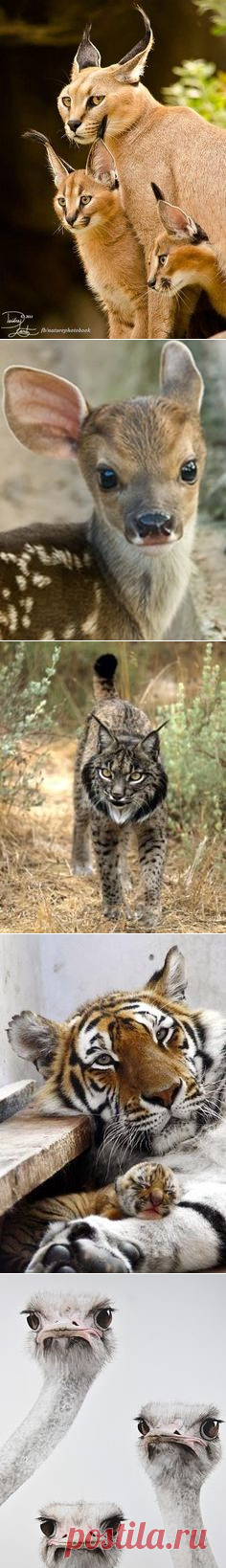 (1) Pinterest • Всемирный каталог идей