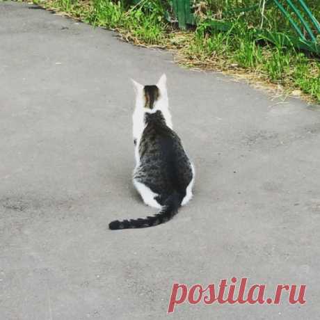 20 потрясающих котов, которые сломали систему