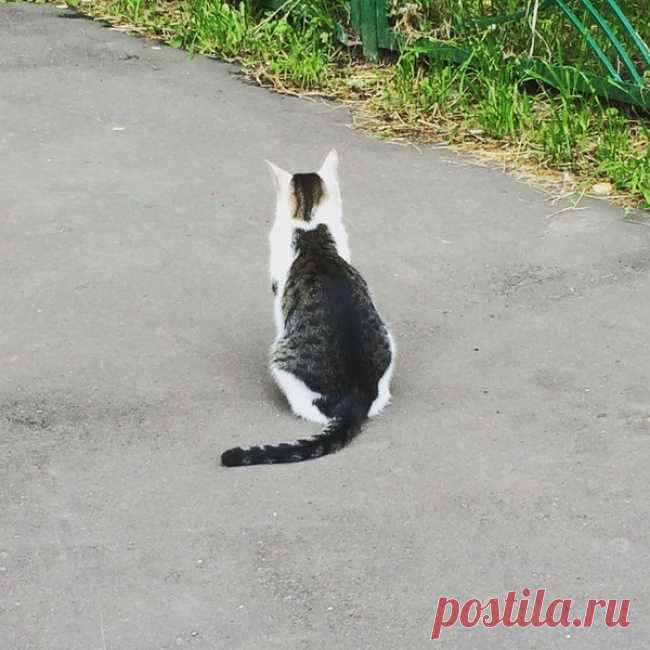 20 потрясающих котов, которые сломали систему