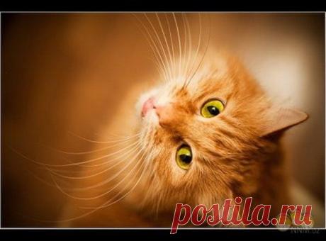 Картинки рыжие коты и кошки(65 фото) - 29 Ноября 2008 - Котейко - все о кошках и котах.