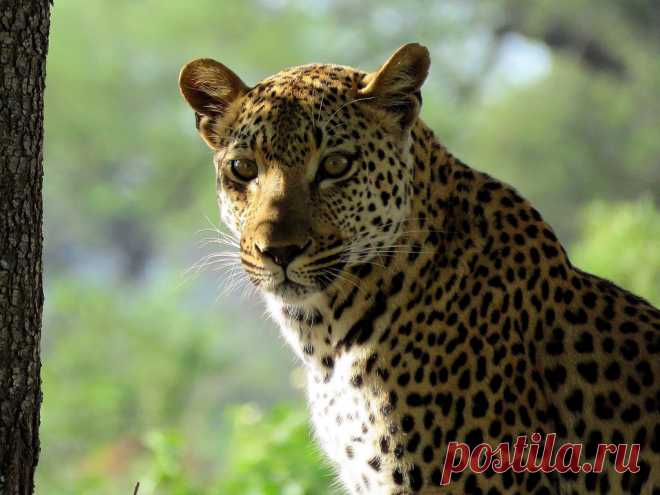 Luiperd / Leopard Kruger National Park.  Thanks for your visits, comments, faves, invites, etc. I really appreciate it very much.