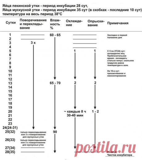 Инкубация яиц пекинской утки | Домашняя ферма