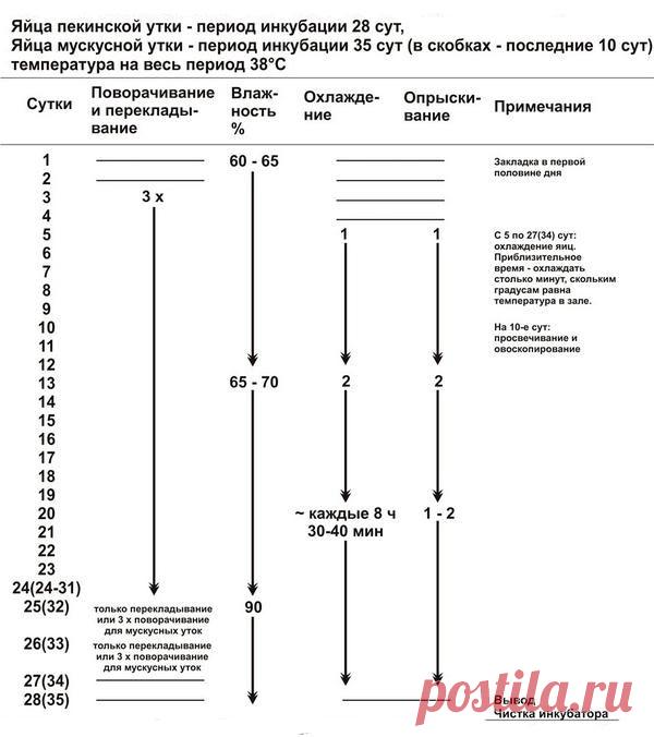 Инкубация яиц пекинской утки | Домашняя ферма