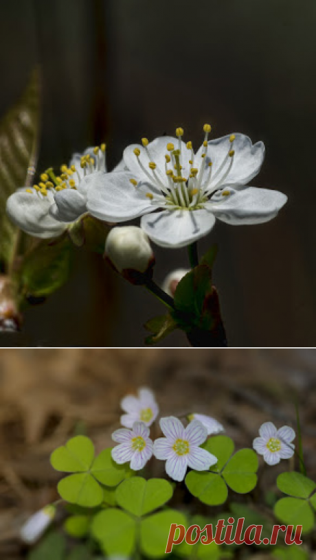 Фотопутешествия: Весна -2