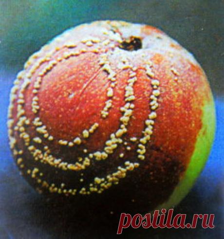 Болезни яблони и борьба с ними: фото, что это за болезнь