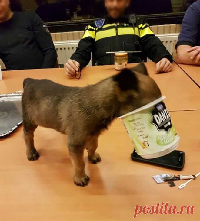 Жадность фраера сгубила: домашние питомцы, которые попали в неловкую