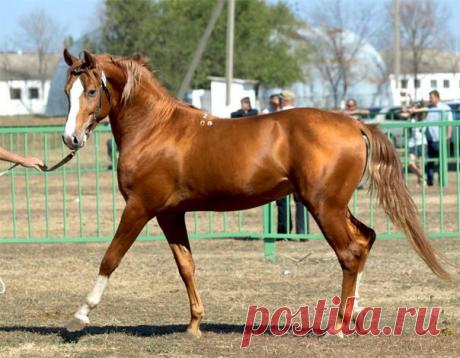 золотой дончак