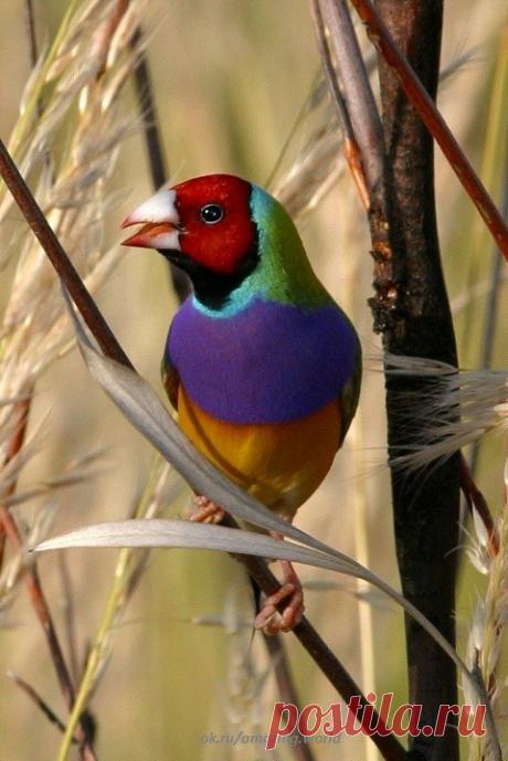 Гульдова амадина (Chloebia gouldiae) - одна из самых ярких и красивых австралийских птичек.