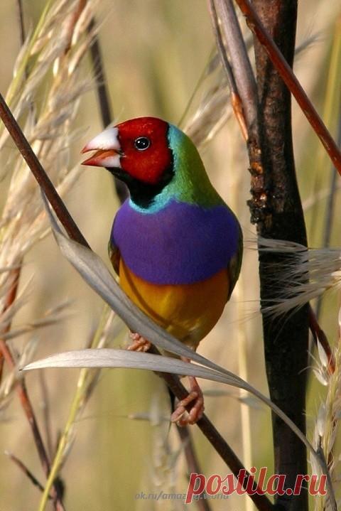 Гульдова амадина (Chloebia gouldiae) - одна из самых ярких и красивых австралийских птичек.