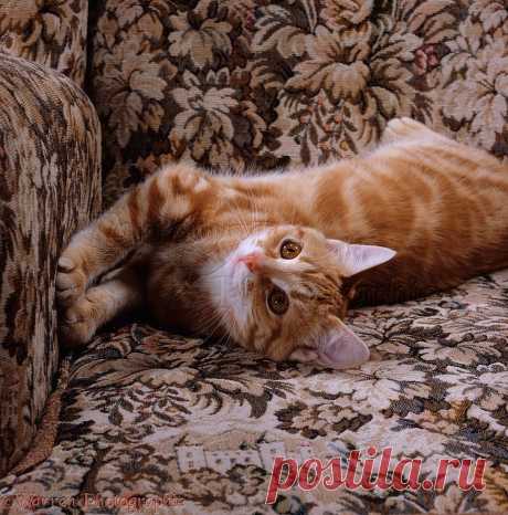 Young ginger cat stretching in armchair photo - WP23905
