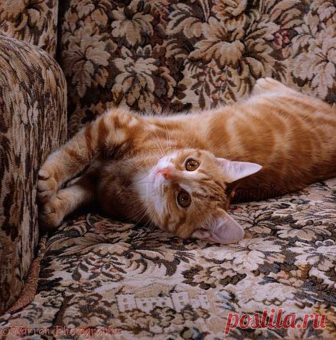 Young ginger cat stretching in armchair photo - WP23905