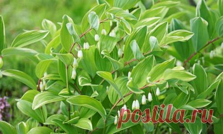 Трогательная красота купены не сравнима ни с чем. Растение обладает настолько простой внешностью, но при этом — такой выразительной индивидуальностью,