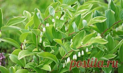 Трогательная красота купены не сравнима ни с чем. Растение обладает настолько простой внешностью, но при этом — такой выразительной индивидуальностью,