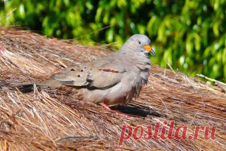 Сем. Голубиные (Columbidae)
Перуанская земляная горлица (Columbina cruziana)