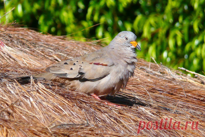 Сем. Голубиные (Columbidae)
Перуанская земляная горлица (Columbina cruziana)