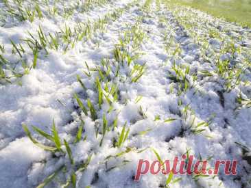 Лунный календарь садовода и огородника работ на ноябрь 2025 года
Фазы Луны в ноябре 2025 года
Новолуние: 1 ноября (06:28)
Растущая Луна: 2 — 14 ноября
Полнолуние: 15 ноября (22:09)
Убывающая Луна: 16 — 29 ноября
Новолуние: 30 ноября (09:41)
Благоприятные дни для работ в ноябре 2025
🟢 Благоприятные дни для посева и посадки
Подзимний посев овощей (морковь, свекла, петрушка, укроп, салат, шпинат, лук-чернушка):
Наилучшие дни: 16, 17, 20, 21, 22, 25, 26 ноября