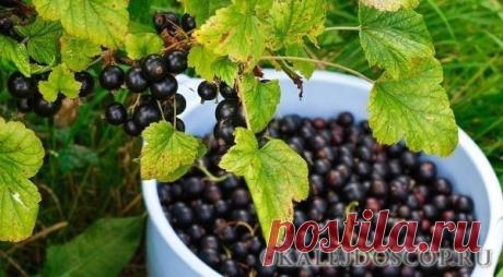 МОЖНО ЛИ РЕАНИМИРОВАТЬ СТАРЫЕ КУСТЫ СМОРОДИНЫ Можно ли спасти куст смородины Прежде всего, нужно определить, есть ли смысл спасать куст смородины. Реанимировать растение стоит лишь в том случае, если он дает новые побеги. Они распознаются по б…