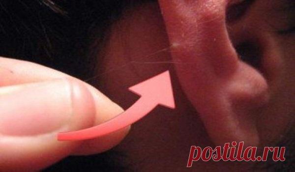 Наличие волос в ухе является предупреждающим знаком! Что это значит? Важная информация! Если глаза — это окна души, то уши — это окна к сердцу. Наука говорит, что волосы ушного канала, этот кукольный сад с черными прядями