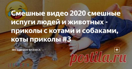 Смешные видео 2020 смешные испуги людей и животных - приколы с котами и собаками, коты приколы #3