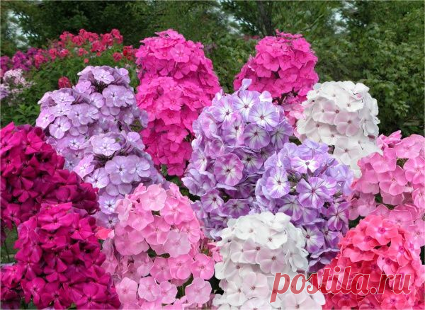 Флоксы метельчатые - Садоводка