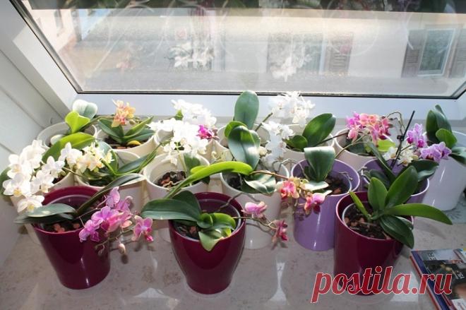 Орхидея фаленопсис мини: пересадка, отзывы Орхидеи мини-фаленопсисы: уход в домашних условиях. Общая характеристика мини-фаленопсисов. Отличия условий содержания.