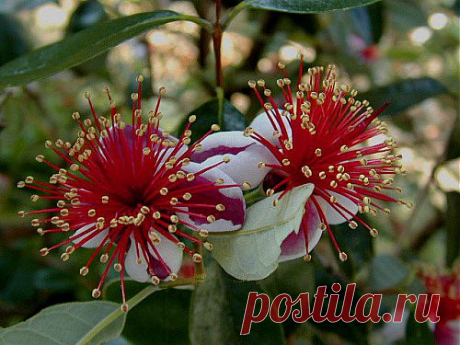 Фейхоа, уход, выращивание, обрезка, посадка. Фейхоа всё о растении. Фейхоа фото.