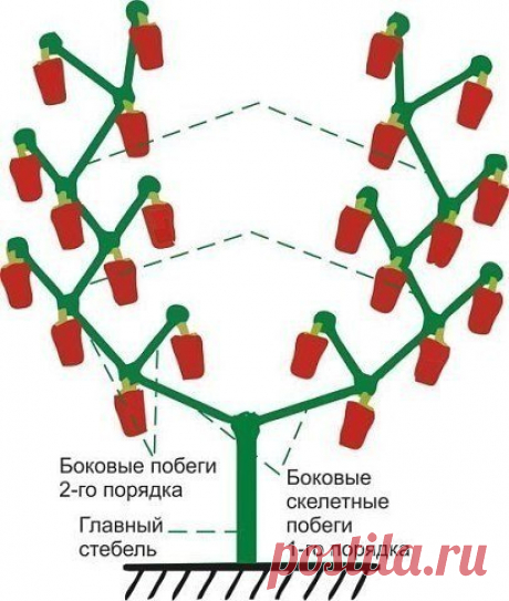 Как формировать болгарский перец.

Цель выращивания болгарского перца – получение большого количества крупных и сладких перцев, насыщенных влагой, сладких и аппетитных. Для этого куст необходимо рационально оформить, убрав лишние побеги. Это уменьшит расход питательных веществ, которые будут тратиться на образование плодов, а не балластной зеленой массы. 
При этом нужно соблюсти баланс, так как та же зеленая масса в определенном процентном соотношении к урожаю просто необх...