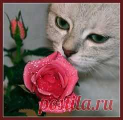 (4) Одноклассники