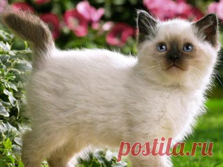 Животные | Записи в рубрике Животные | Дневник anngol
