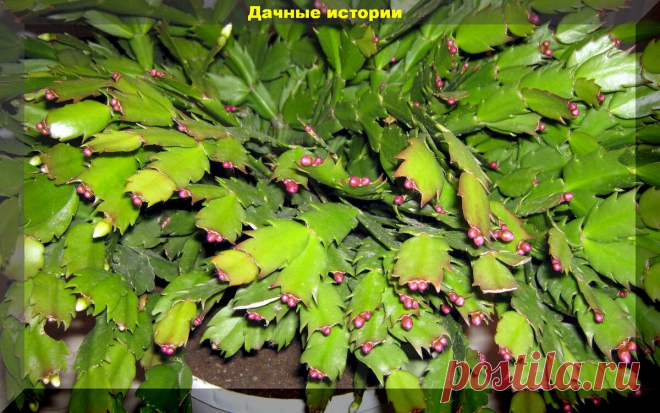 Декабрист в вопросах и ответах: самое важное об уходе, подкормках и размножении декабриста | Дачные истории | Дзен