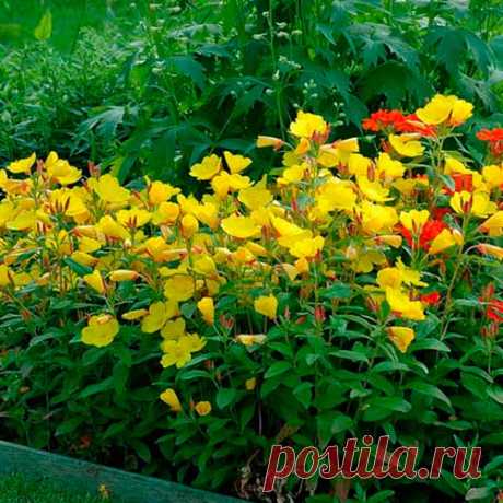 Многолетний садовый цветок Энотера (Oenotera). Одно-, дву- и многолетнее травянистое растение с ползучим корневищем, прямым, слабоветвистым, облиственным стеблем. Листья овально-ланцетные, слегка опушенные. Цветки от 5 до 15 см в диаметре, ярко-желтые, собраны в кистевидные или колосовидные соцветия. Цветет в июне - июле.