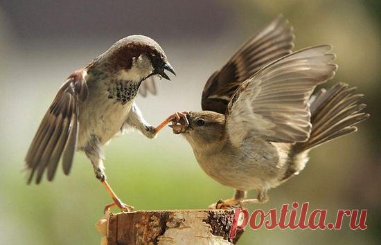 Архимандрит Андрей (Конанос). Нервы являются скрытым эгоизмом. Беседа с радиослушателями / Православие.Ru